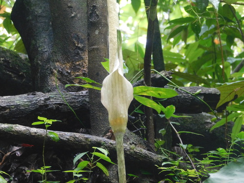 Amorphophallus variabilis, photograph 5