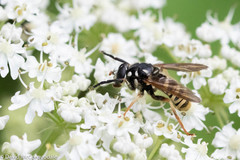 Temnostoma excentrica