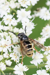 Temnostoma excentrica