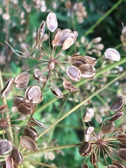 Pastinaca