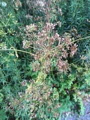 Pastinaca