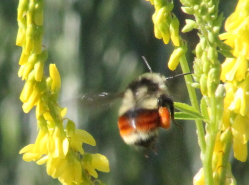 Colorado Black-notched Bumble Bee (Bombus bifarius), a species recorded in Colorado