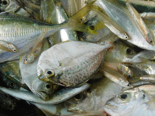 Ponyfish (Leiognathus brevirostris) — Leiognathidae — 5