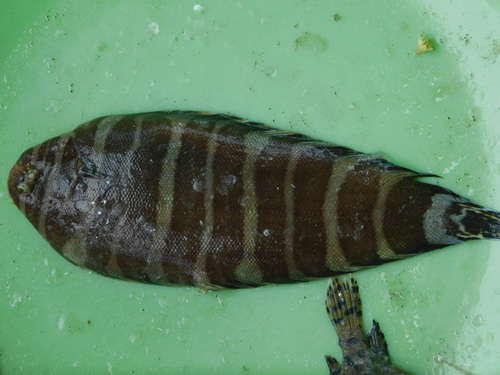 Quagga sole (Zebrias quagga) — Soleidae — 3