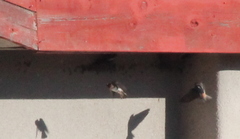 Petrochelidon pyrrhonota