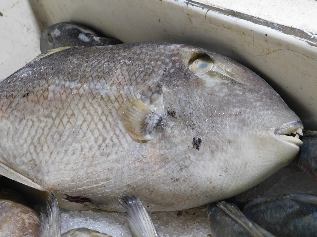 Flat-tailed Trigger-fish