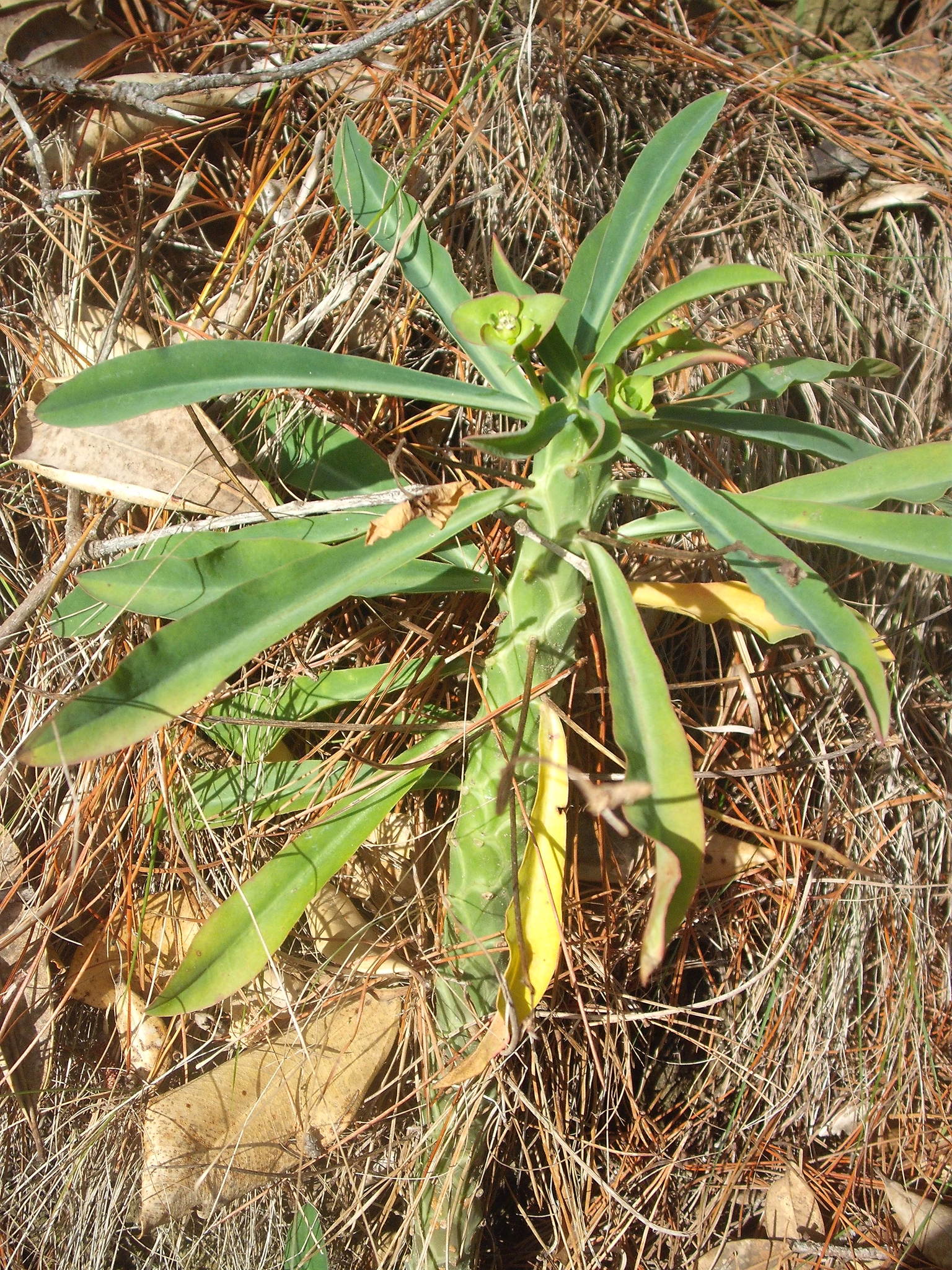 Euphorbia bubalina Boiss.