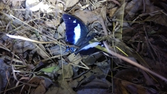 Polyura schreiber