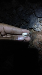 Elaphroconcha javacensis