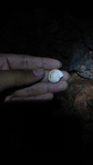 Elaphroconcha javacensis
