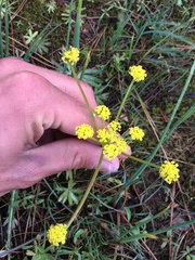 Lomatium triternatum anomalum