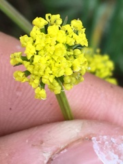 Lomatium triternatum anomalum