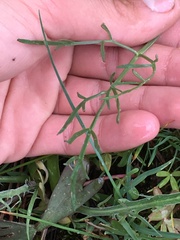 Lomatium triternatum anomalum