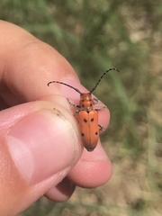 Tetraopes annulatus