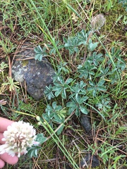 Trifolium macrocephalum