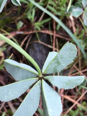Trifolium macrocephalum