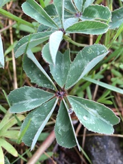 Trifolium macrocephalum