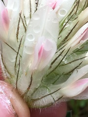 Trifolium macrocephalum