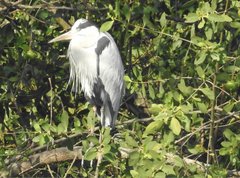 Ardea cinerea