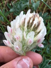 Trifolium macrocephalum