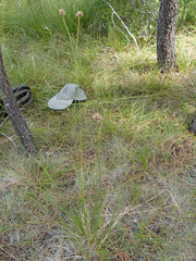 Calliscirpus criniger