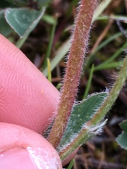 Trifolium macrocephalum
