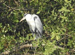 Ardea cinerea
