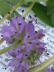 Hydrophyllum fendleri