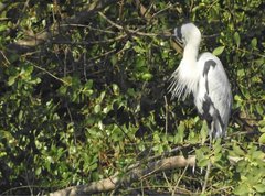 Ardea cinerea