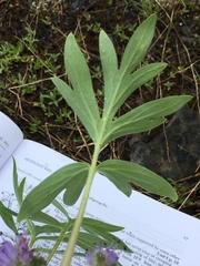 Hydrophyllum fendleri