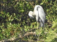 Ardea cinerea