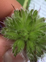 Hydrophyllum fendleri