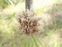 Calliscirpus criniger