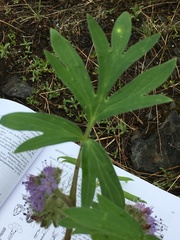 Hydrophyllum fendleri