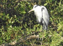 Ardea cinerea