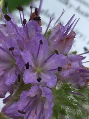 Hydrophyllum fendleri