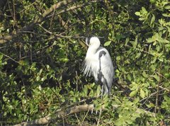 Ardea cinerea