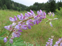 Lupinus rivularis