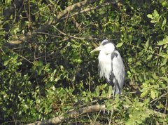 Ardea cinerea