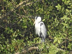Ardea cinerea