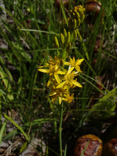California bog asphodel (Narthecium californicum)