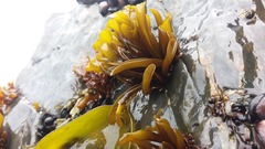 Mazzaella laminarioides