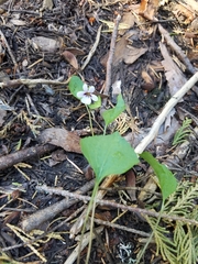Viola cuneata