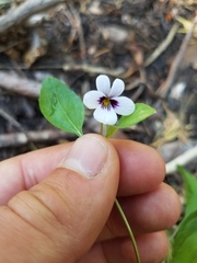 Viola cuneata