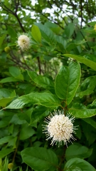 Cephalanthus occidentalis