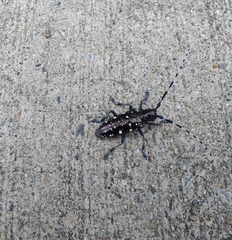 Anoplophora glabripennis