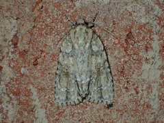 Acronicta exilis