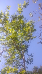 Acacia auriculiformis
