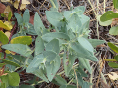 Lithospermum californicum