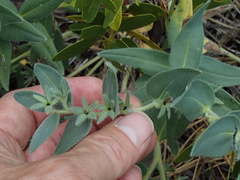 Lithospermum californicum